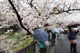 An image of the cherry blossoms at Kitanomaru Park (Kudan-minami)
